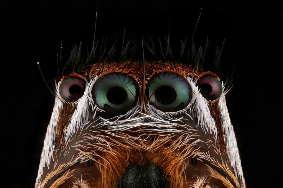  Native to south east Asia, this jumping spider stares ominously towards the camera