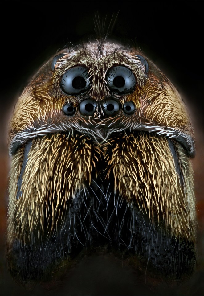 With the amount of eyes on this Wolf Spider, it's not hard to understand why they are robust and agile hunters with excellent eyesight
