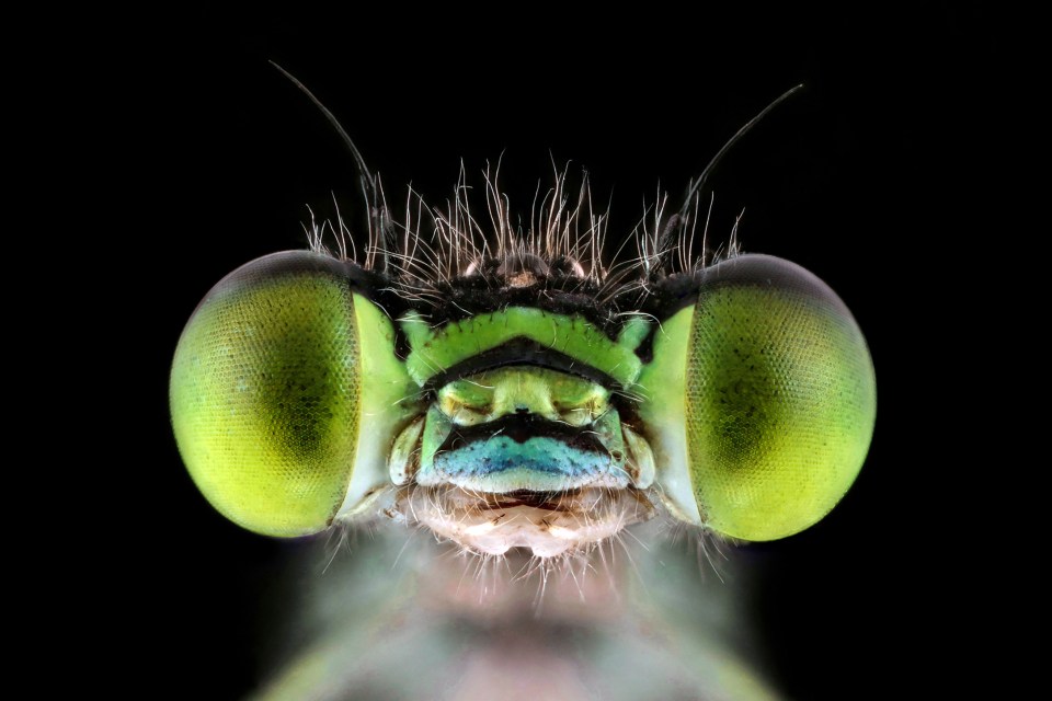  These striking greens eyes belong to the Damselfly