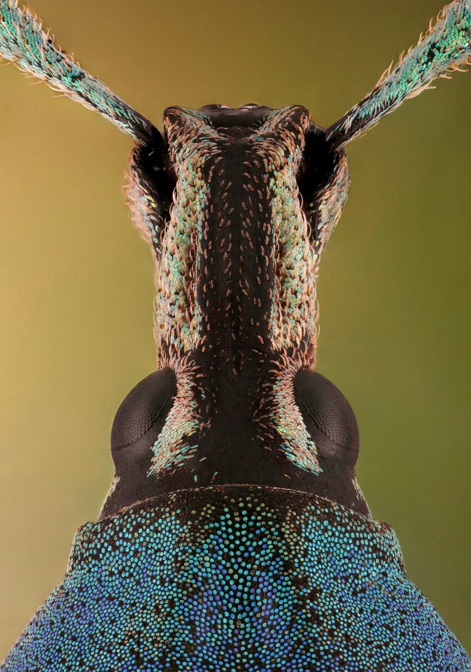  The Eupholus Weevil feeds on leaves which contain chemicals which are toxic to other animals