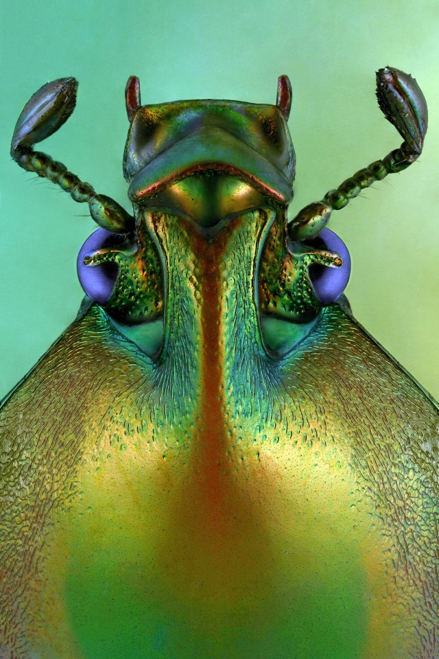  The striking emerald, bronze and gold colours of this Phaedimus zebuanus beetle can be seen in forests throughout the Philippines
