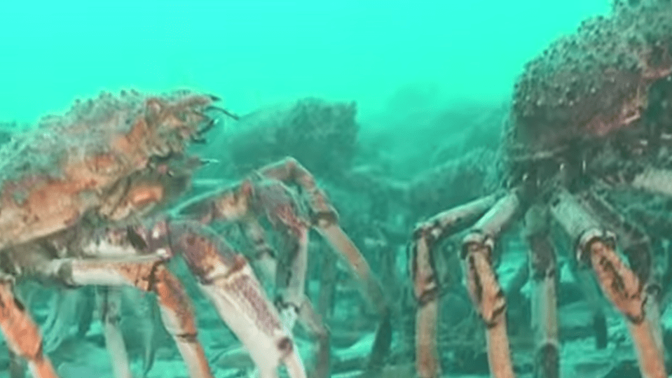  The annual event is thought to help protect the crabs from predators