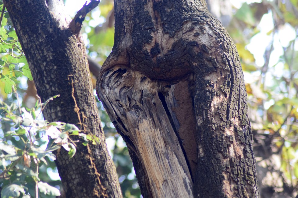 Owl's about this for perfect camouflage?
