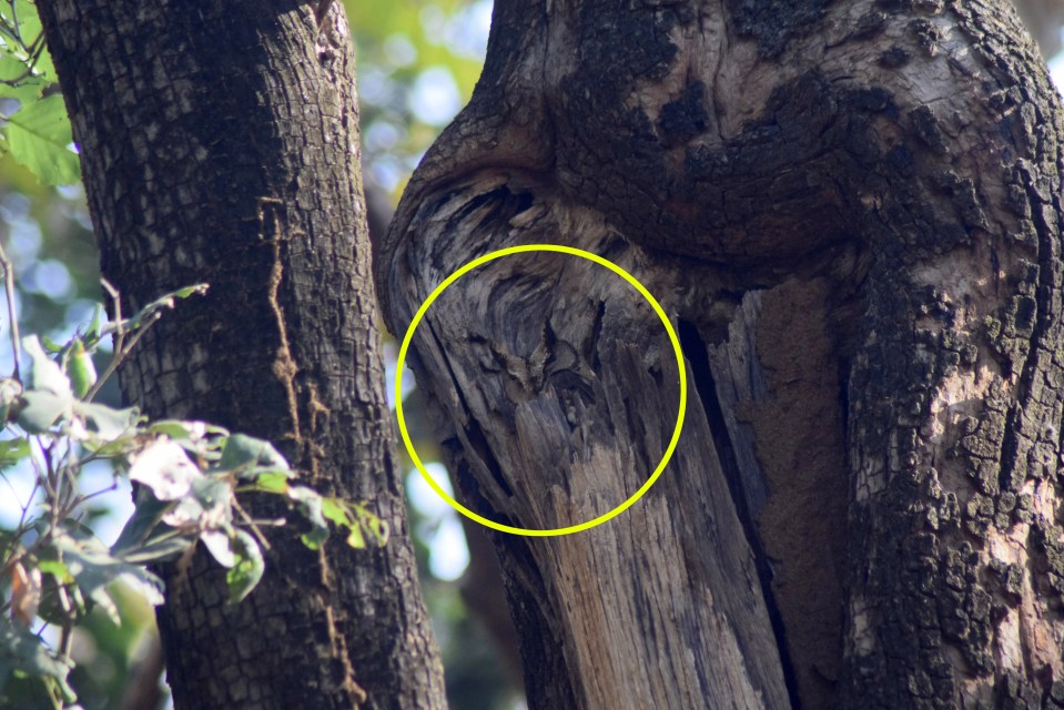 Good egg: the perfectly hidden owl is revealed