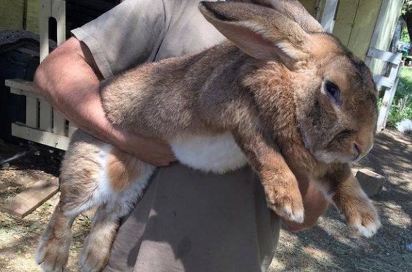 And this rabbit grew to the size of a dog