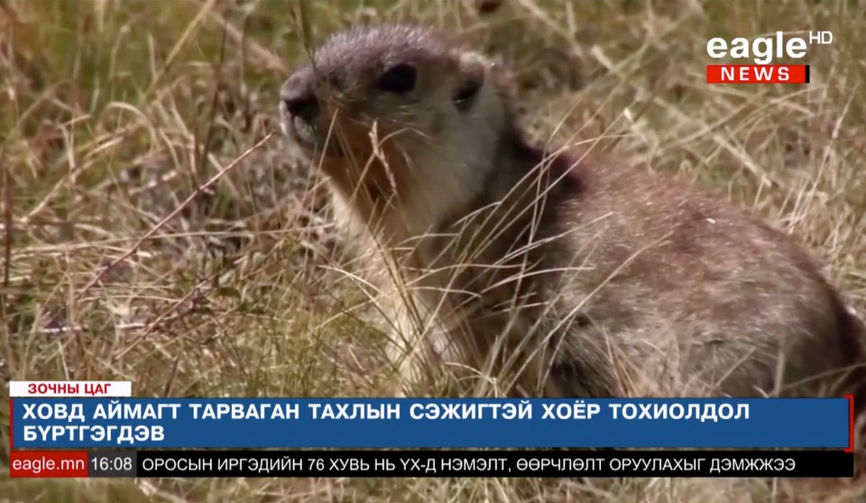 The brothers reportedly contracted the bubonic plague after eating marmot meat