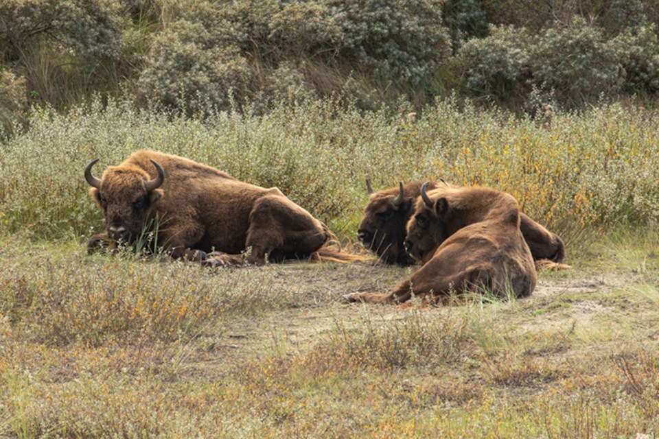 European bison, the continent's largest land mammal, are the closest living relative to ancient steppe bison that would have once roamed Britain
