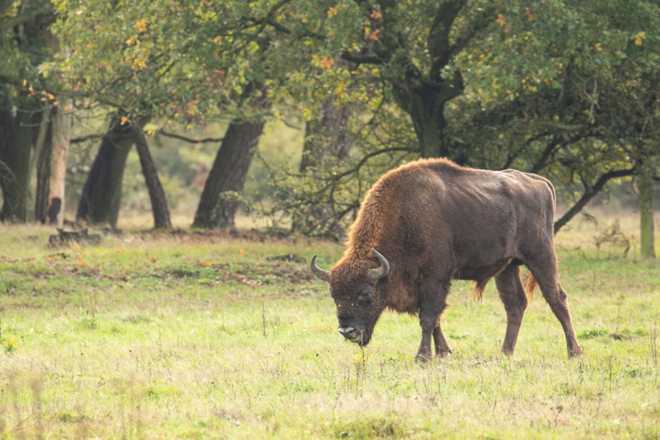Bison are to be reintroduced in the UK for the first time in 6,000 years