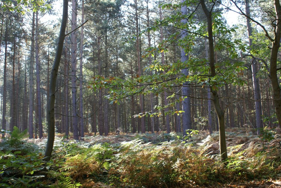 The Blean area is one of the largest areas of surviving ancient woodland in England