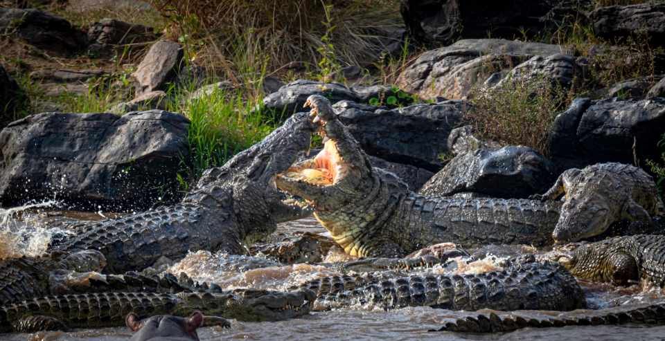 Africa's largest crocodiles can reach a maximum size of about 20ft and can weigh up to 1,650lb