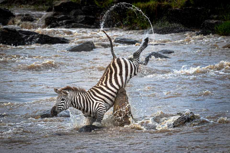 The zebra is seen being flung into the air as it tried to cross the river in the Mara Triangle, Kenya