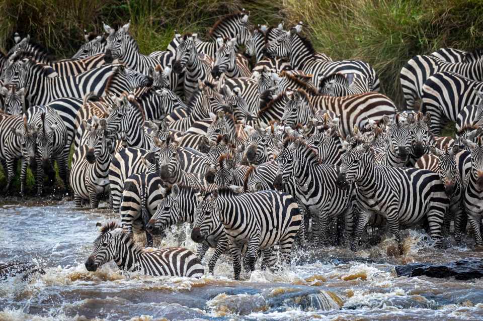 A herd of zebra are seen cautiously preparing to make the dangerous river crossing