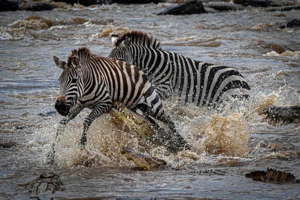 One unsuspecting 440lb zebra falls victim to the reptile and is grabbed and pulled under the water