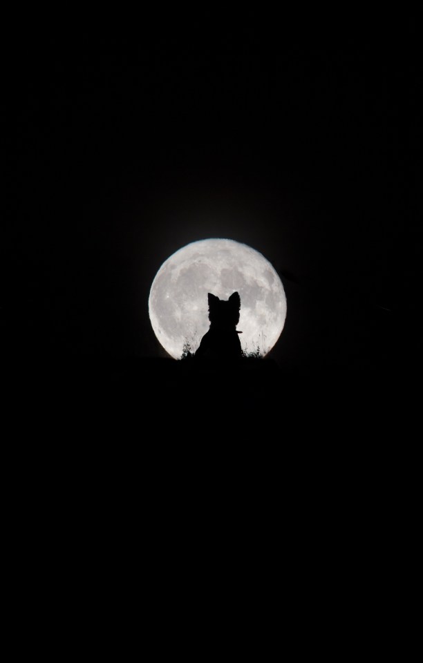 This entrant is called Big Moon, Little Werewolf by Kirsty Paton 