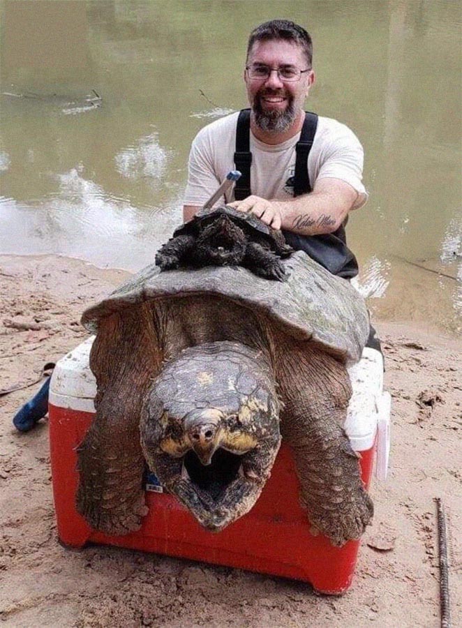 A full size Snapping Turtle is pictured here