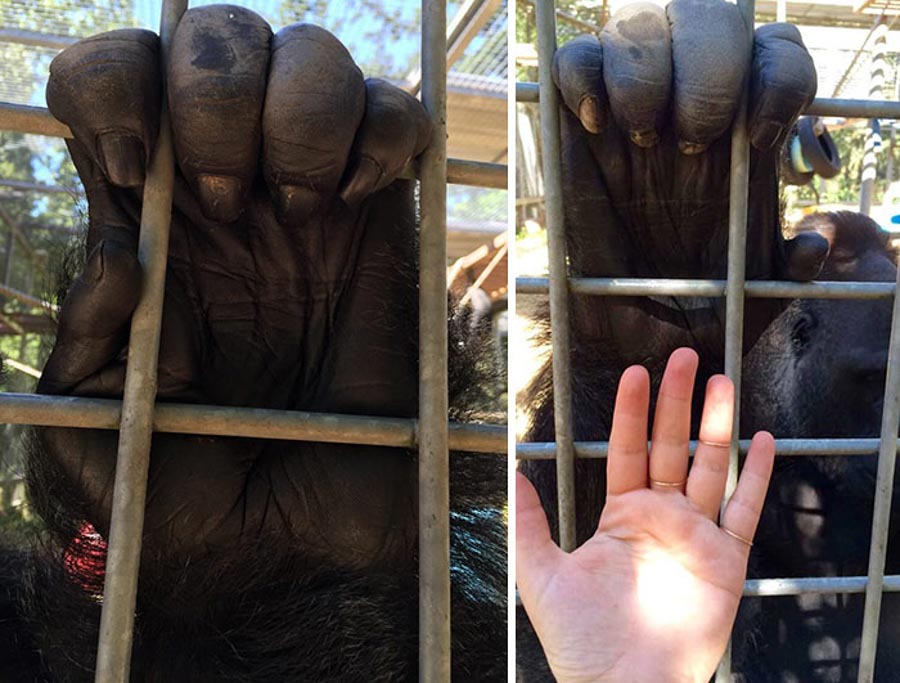 Gorilla hands compared to a human hand