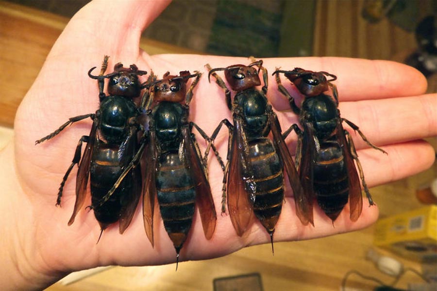  The Vespa Mandarinia aka the ‘Murder Hornet’