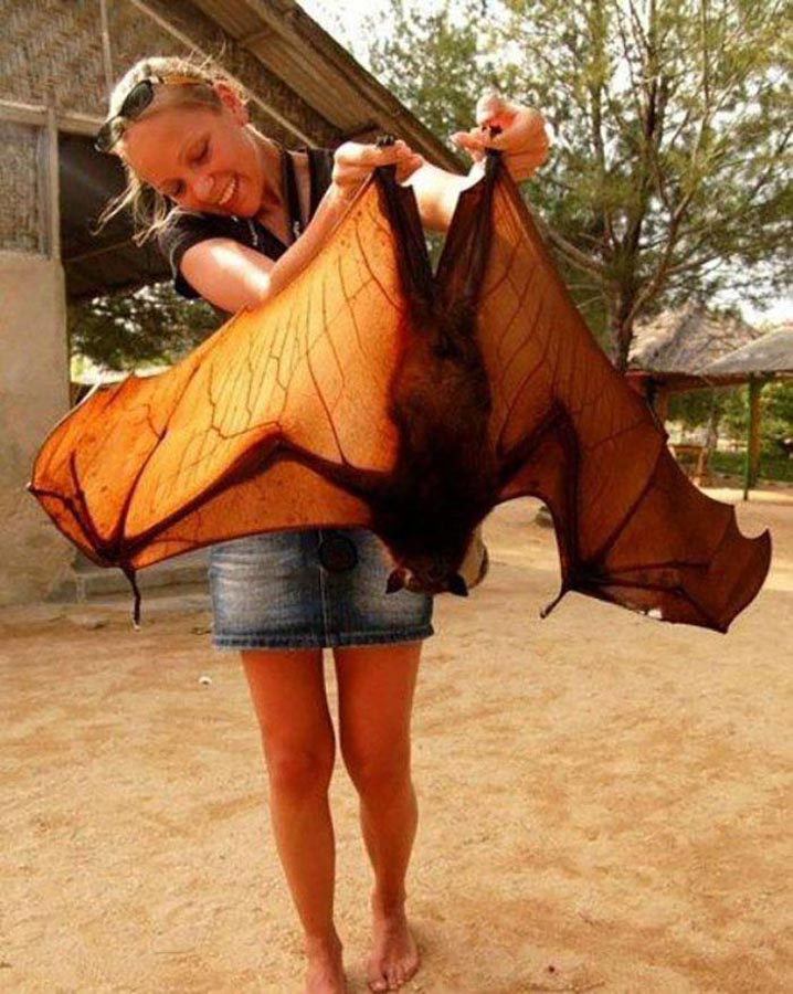 This Fruit Bat is the largest of the species 