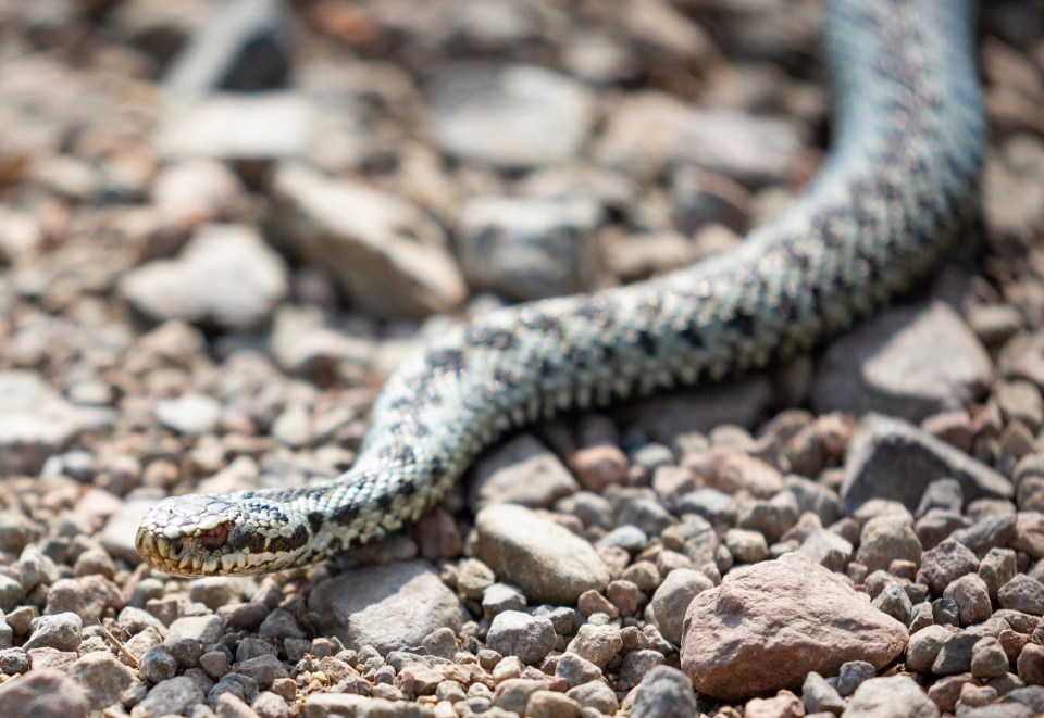 Adders are found all over Europe, as well as in the UK