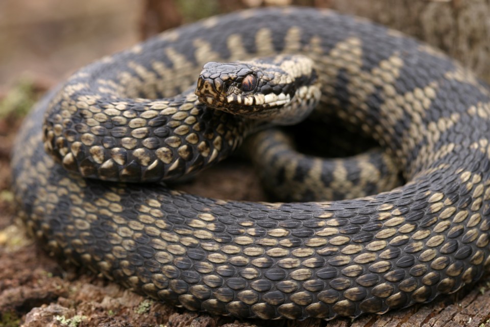 Adders are native to the UK - it has a painful bite, but it's not usually fatal