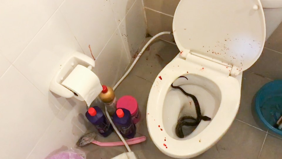 Siraphop Masukarat's blood spattered toilet in Thailand - where a python sunk its fangs into his penis last week