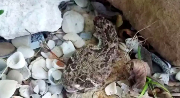 Milo decapitated the deadly snake with a shovel, but it was still able to bite him