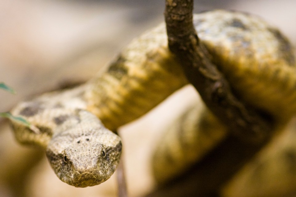 The fearsome Levantine viper's bite left the man's penis horrifically covered in blisters
