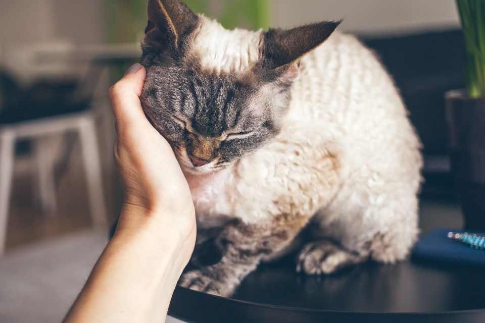 Your cat rubs its head against you to transfer its scent 