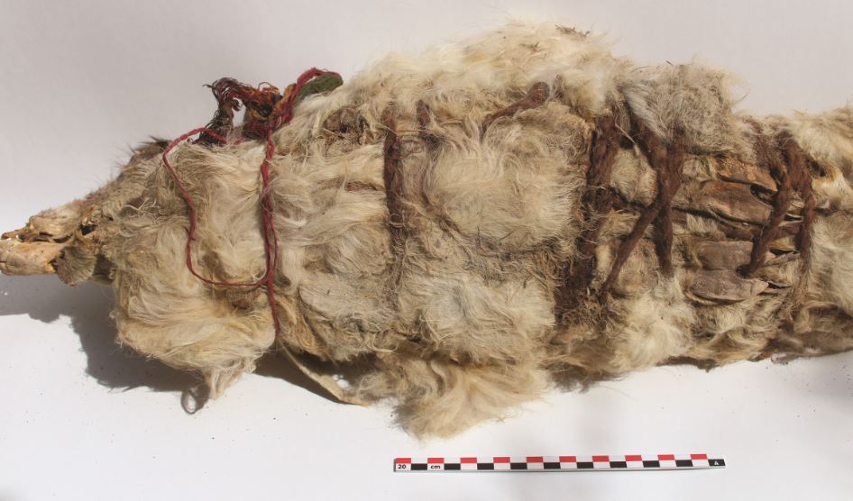 The llamas had their legs tied under their bodies