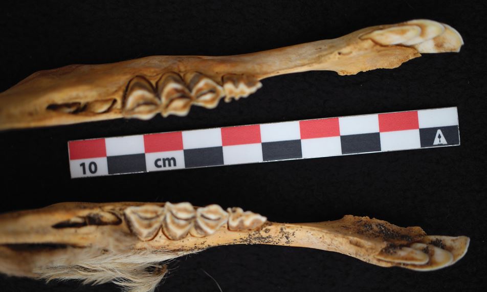 Another ancient llama jaw