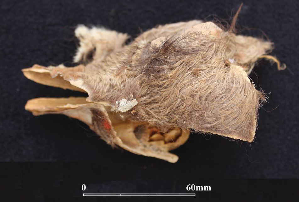 A young llama skull