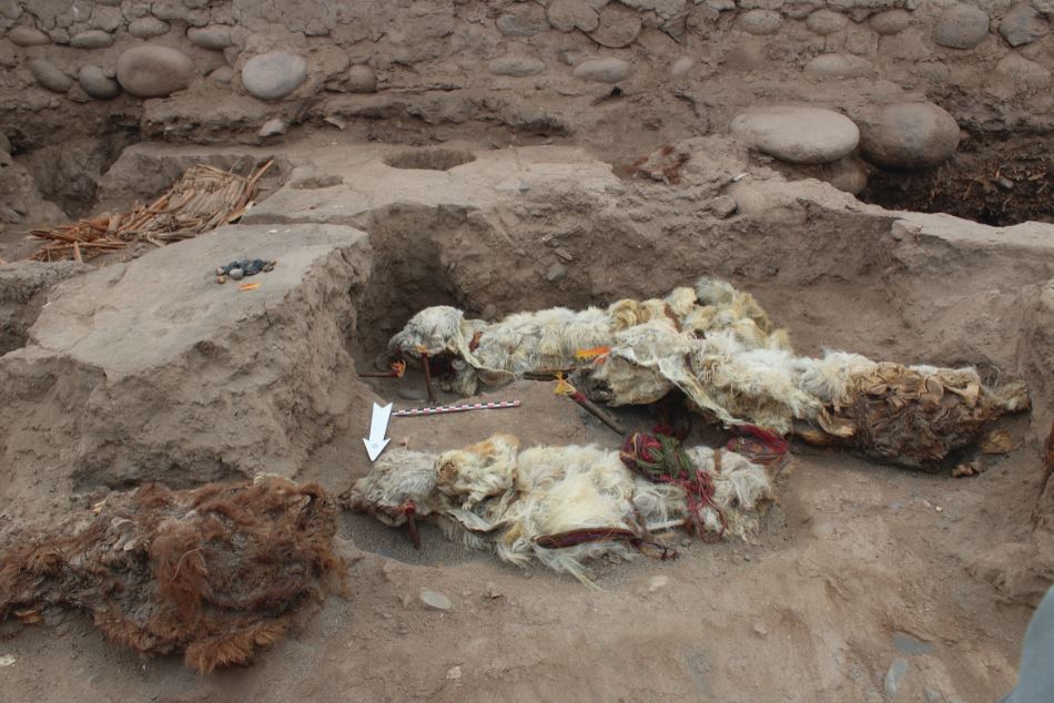 Five llamas were found in total
