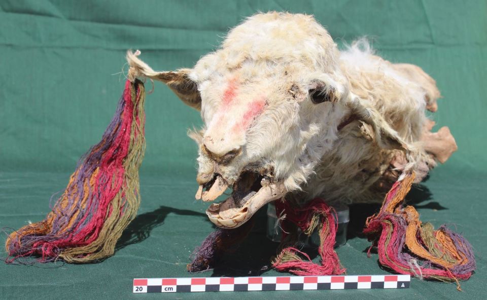The llamas had been decorated before their deaths