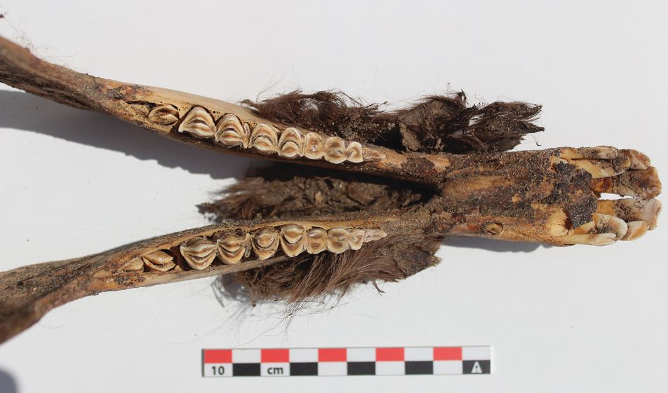 Llama teeth from 500 years ago