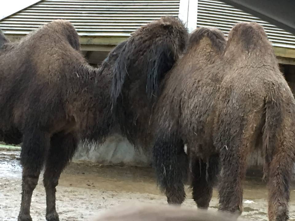 The 75-stone rivals got into a bust-up at the Merseyside attraction 