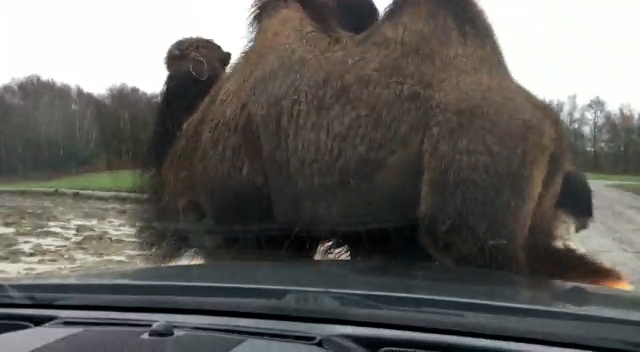A safari park camel sits on a Vauxhall with a family inside the motor