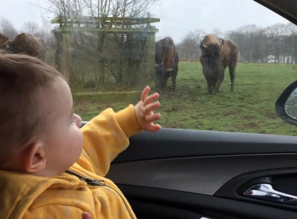 The baby of the family, Callum, watches the beasts before the car crush 