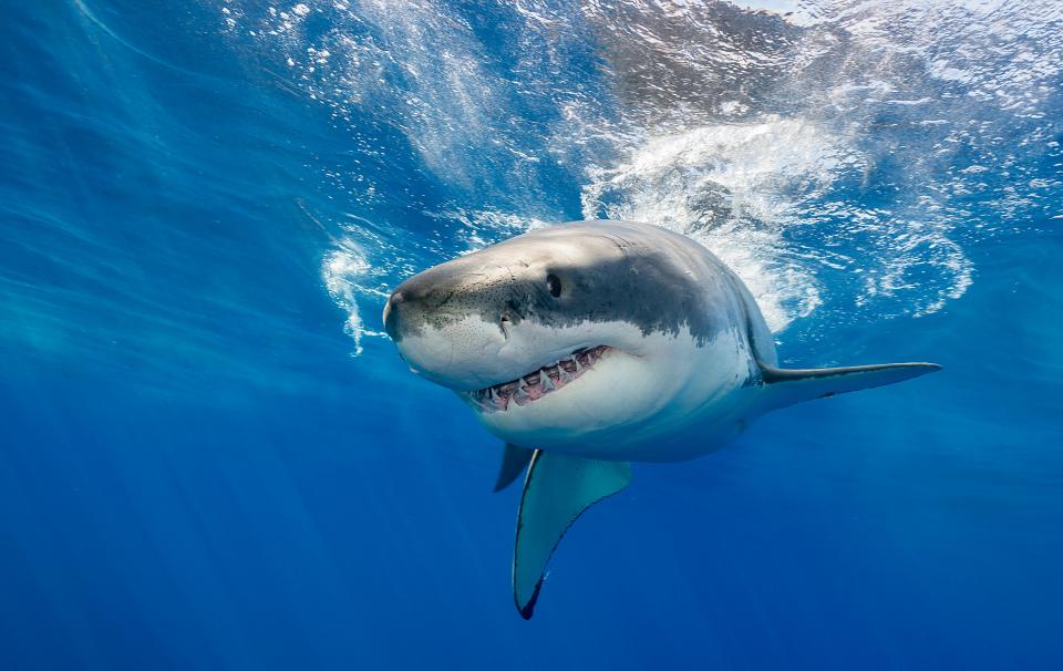 ac-map-2020-shark-attacks-3