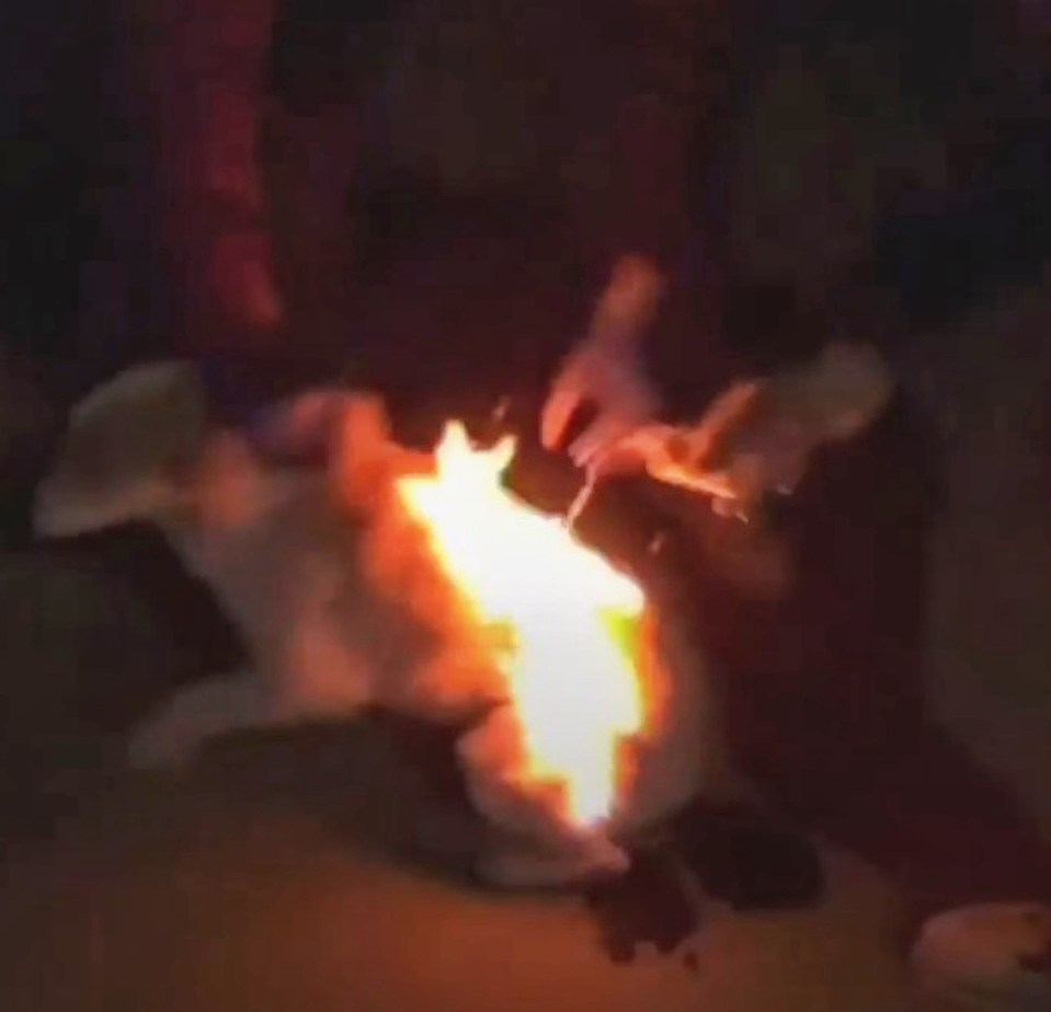 The animal has somehow survived the inhumane attack, and is being cared for by Kola Kariola