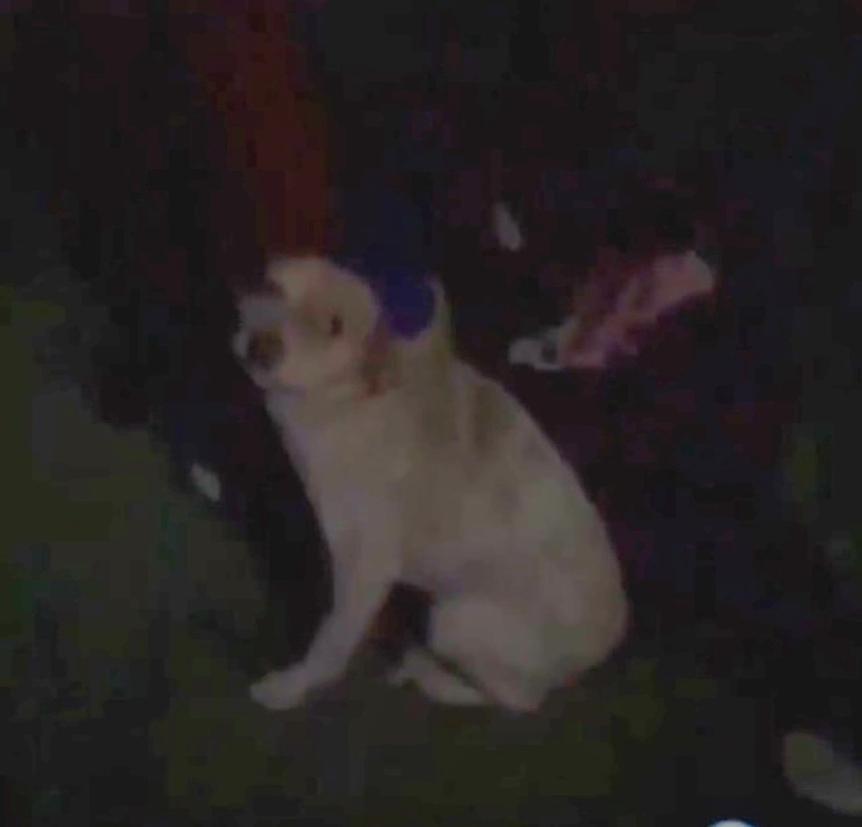 The kids filmed themselves holding the frightened pup in Romania, and splashing flammable liquid over its back