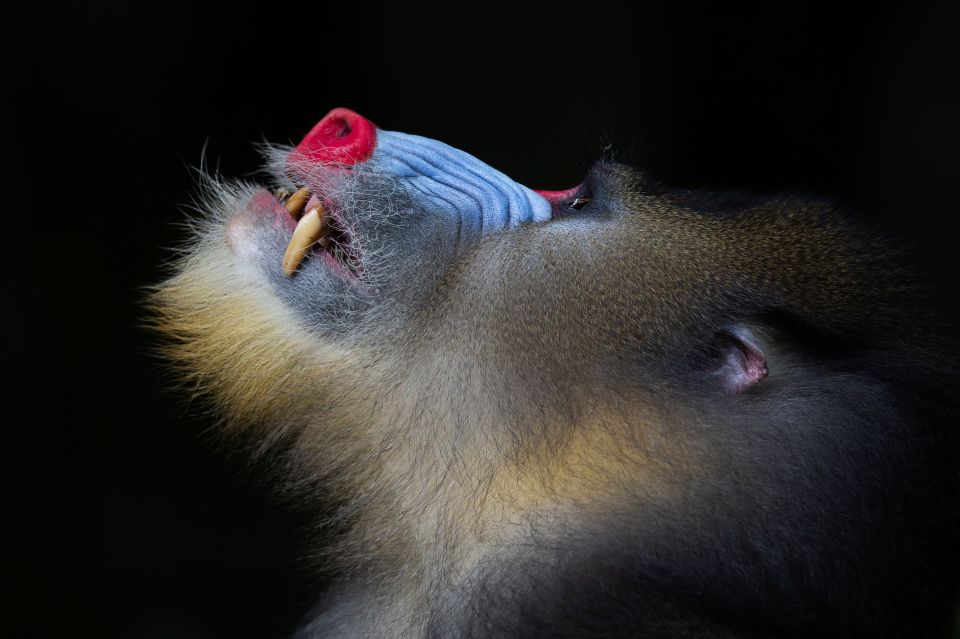 Mogens Trolle's dramatic snap shows an 'alpha' mandrill