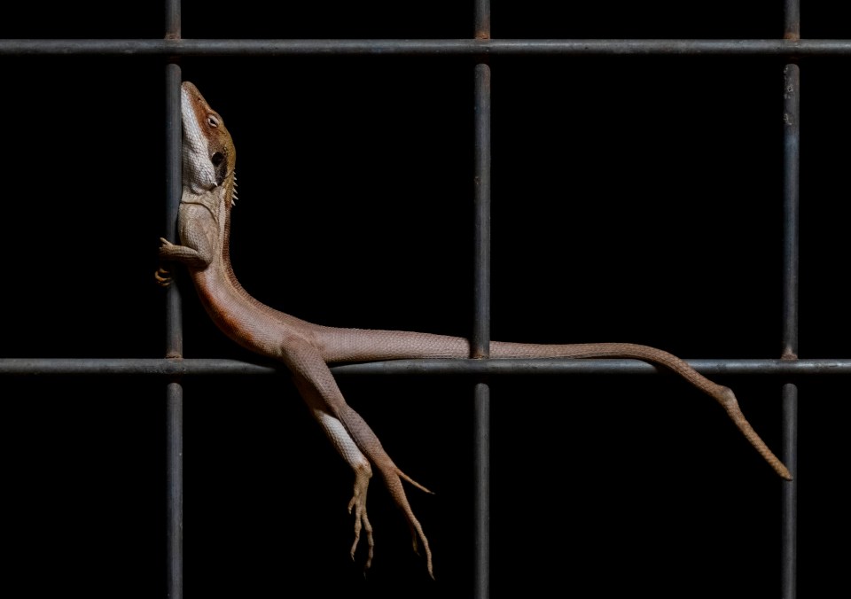 A long-nosed dragon in Western Australia walks along a wire fence in a snap by Gary Meredith