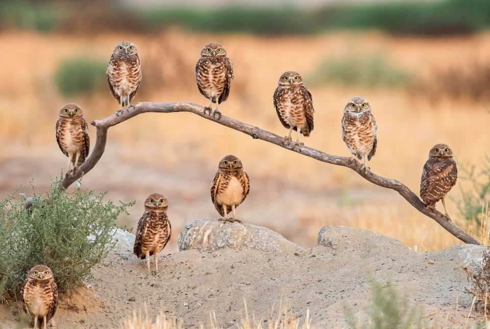 Adult burrowing owls and their chicks in Ontario, California, were photographed by Andrew Lee