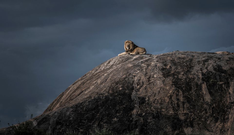A lion sits on top of a rock in an atmospheric shot by Wim van den Heever