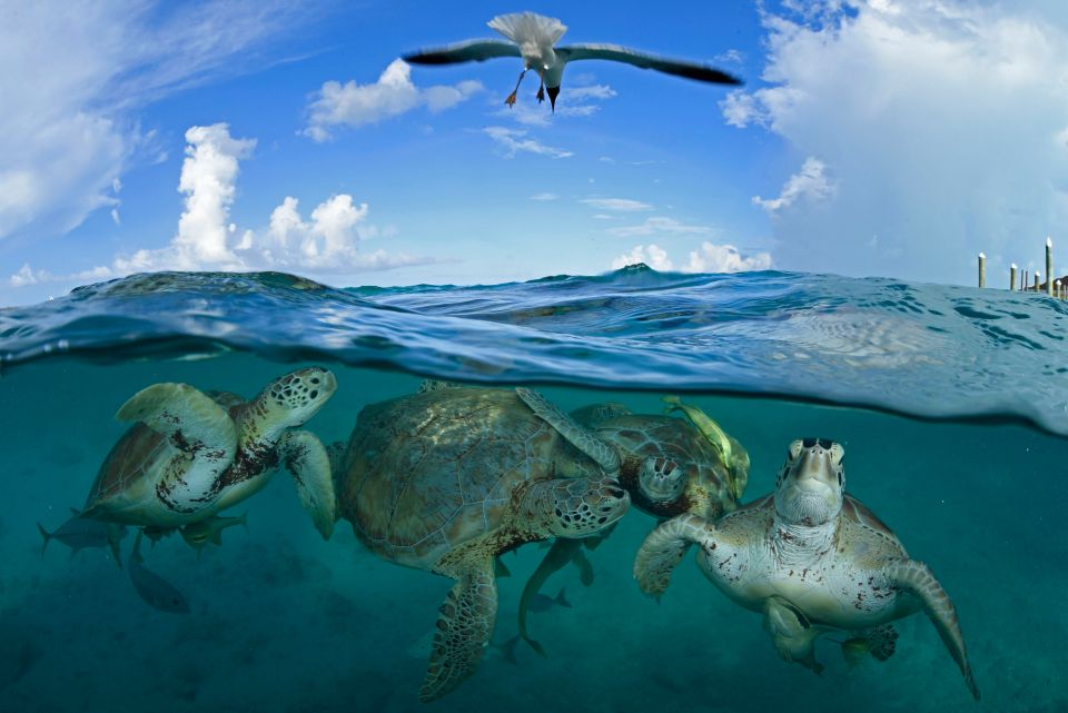 A group of turtles swim in the ocean in a photo by Thomas Peschak