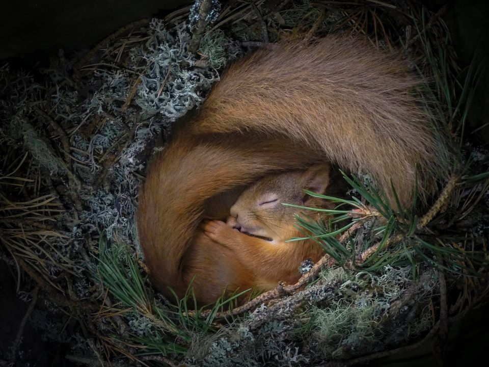 Two cuddly red squirrels snapped by Neil Anderson are a front ­runner in the 2021 Wildlife Photo­grapher of the Year contest