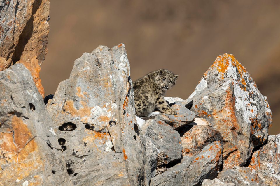 A rare shot of a six-month-old snow leopard cub was taken by Frederic Larrey