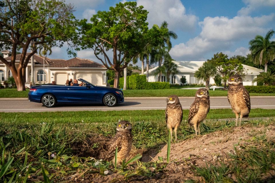 Burrowing owls keep a lookout on a residential American street, taken by Karine Aigner