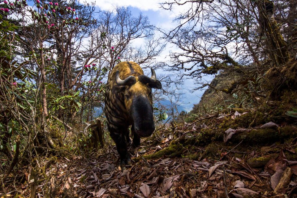 Emmanuel Rondeau took a photo on a path in the Bhutanese mountains