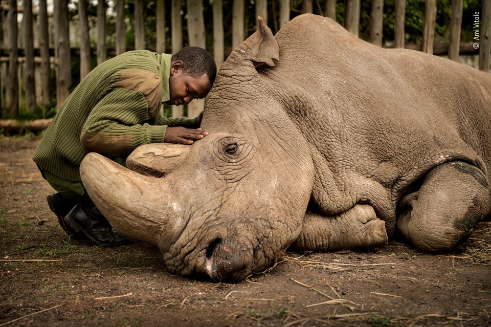 Joseph Wachira comforts Sudan, the last male northern white rhino, moments before he passed away in an emotional photo by Ami Vitale